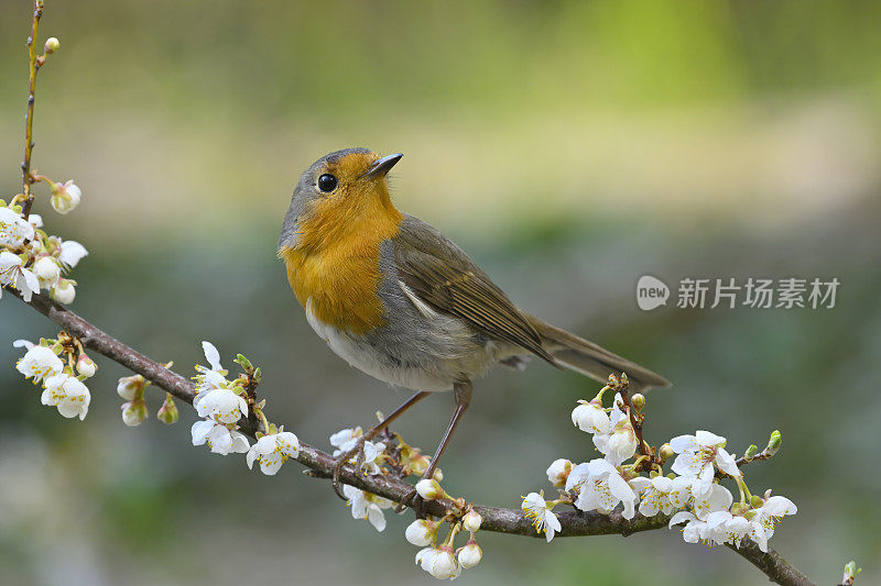 春日知更鸟(Erithacus rubecula)